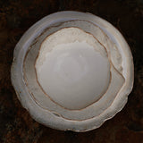 Joyas Complete Set • Pearl White